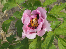 Seed Grown Tree Peony #2025-002