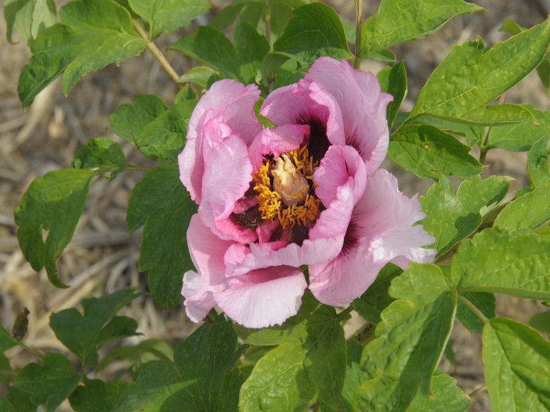 Seed Grown Tree Peony #2025-002