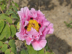 Seed Grown Tree Peony #2025-003
