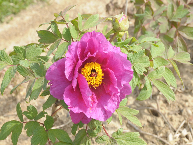 Seed Grown Tree Peony #2025-004