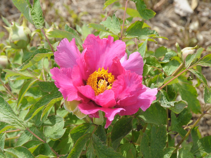 Seed Grown Tree Peony #2025-005
