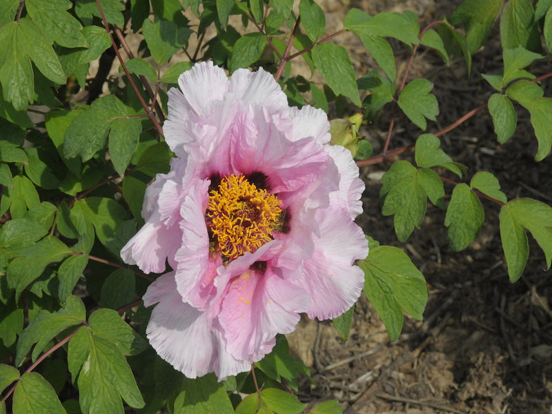 Seed Grown Tree Peony #2025-006