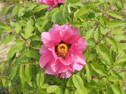 Seed Grown Tree Peony #2025-007
