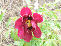 Seed Grown Tree Peony #2025-008