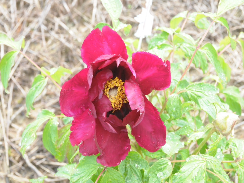 Seed Grown Tree Peony #2025-008