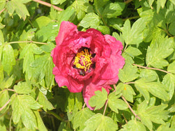 Seed Grown Tree Peony #2025-009