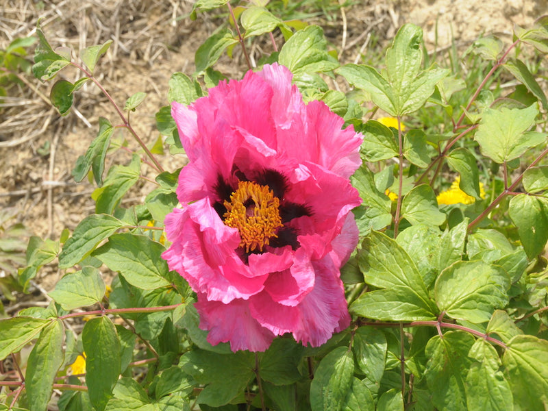 Seed Grown Tree Peony #2025-010