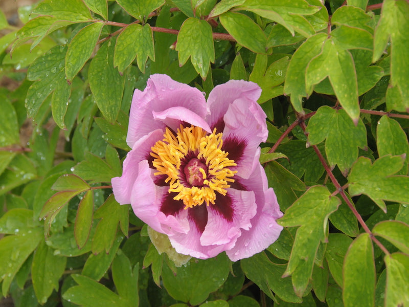 Seed Grown Tree Peony #2025-011