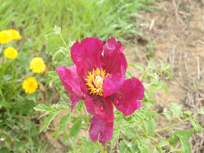 Seed Grown Tree Peony #2025-012