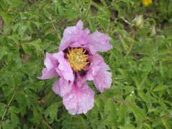 Seed Grown Tree Peony #2025-013