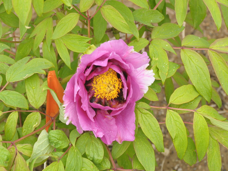 Seed Grown Tree Peony #2025-014