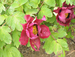 Seed Grown Tree Peony #2025-015