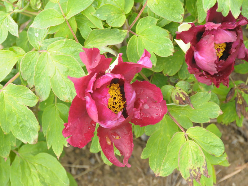 Seed Grown Tree Peony #2025-015