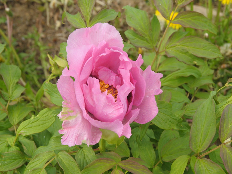 Seed Grown Tree Peony #2025-016