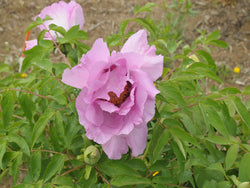 Seed Grown Tree Peony #2025-017