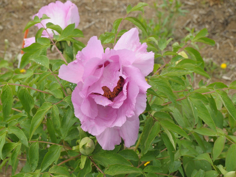 Seed Grown Tree Peony #2025-017
