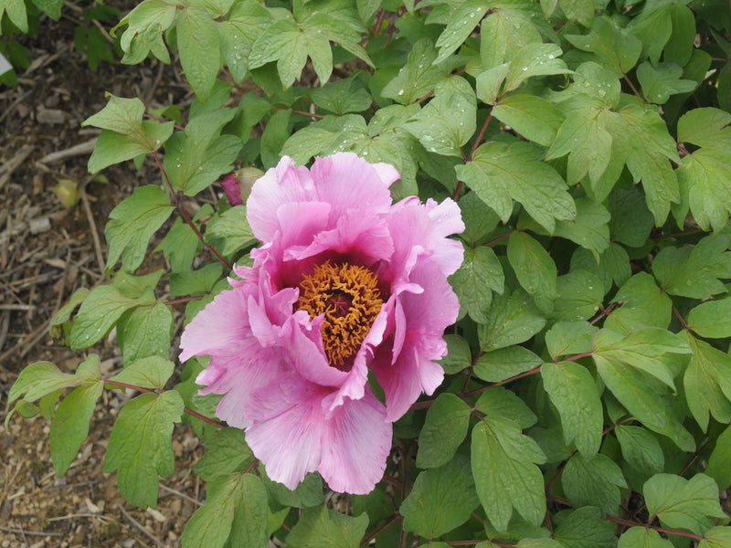 Seed Grown Tree Peony #2025-018
