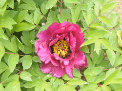 Seed Grown Tree Peony #2025-020