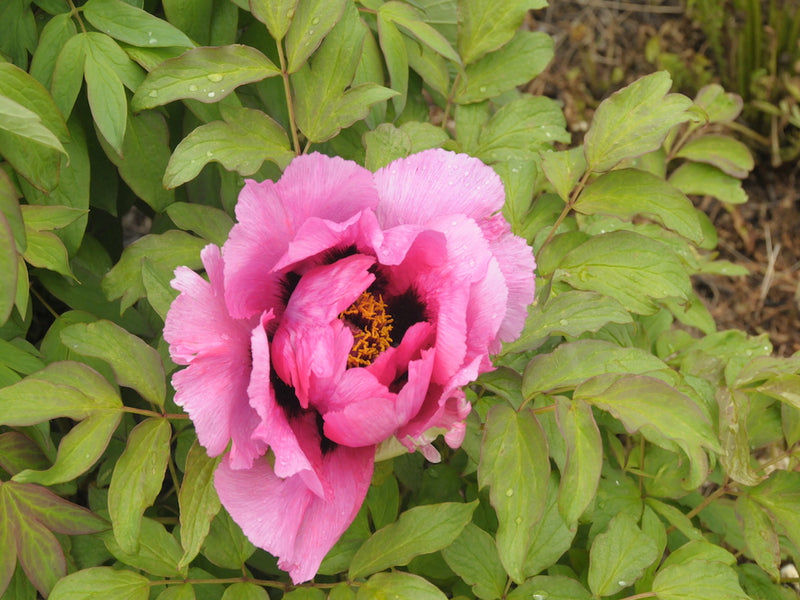 Seed Grown Tree Peony #2025-021