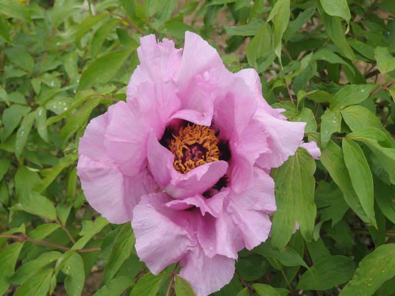 Seed Grown Tree Peony #2025-023