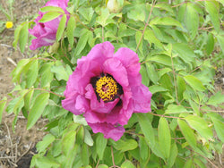 Seed Grown Tree Peony #2025-024