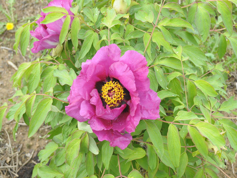 Seed Grown Tree Peony #2025-024