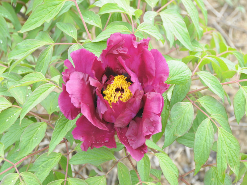 Seed Grown Tree Peony #2025-025
