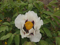 Seed Grown Tree Peony #2025-026