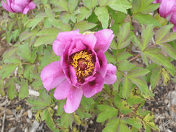 Seed Grown Tree Peony #2025-027