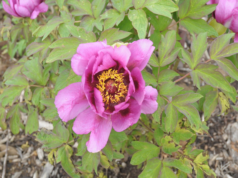 Seed Grown Tree Peony #2025-027