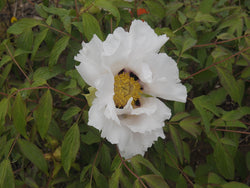 Seed Grown Tree Peony #2025-028