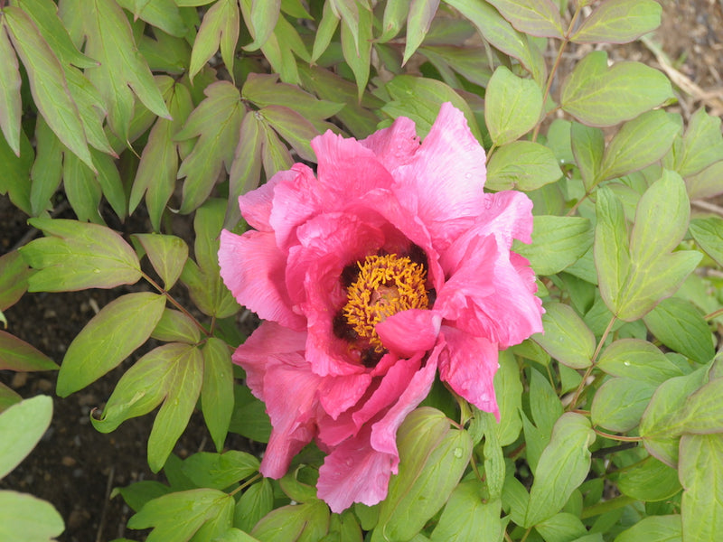 Seed Grown Tree Peony #2025-029