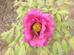 Seed Grown Tree Peony #2025-030