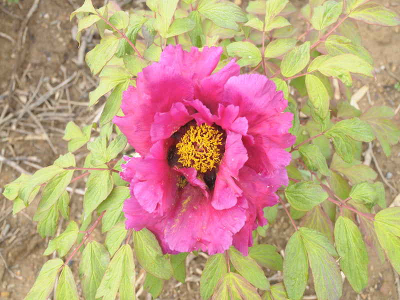 Seed Grown Tree Peony #2025-030