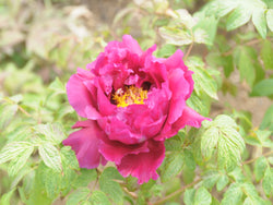 Seed Grown Tree Peony #2025-031
