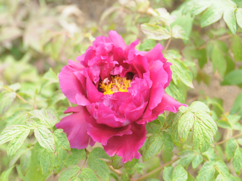 Seed Grown Tree Peony #2025-031
