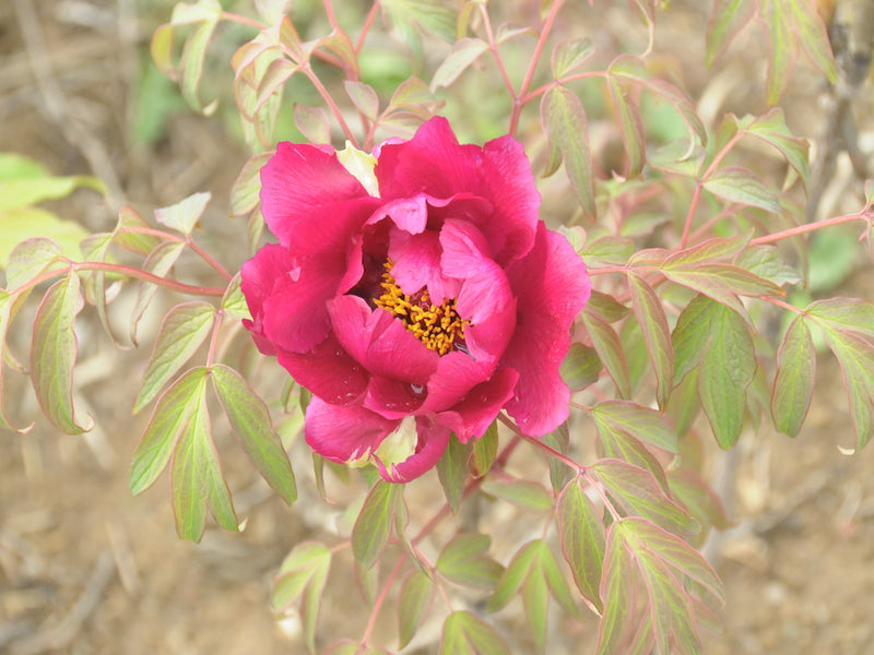 Seed Grown Tree Peony #2025-036