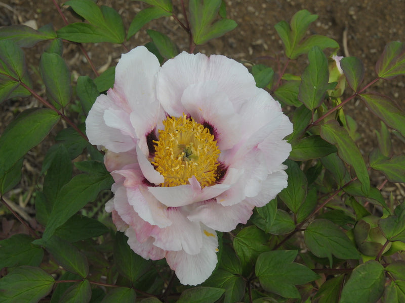 Seed Grown Tree Peony #2025-037