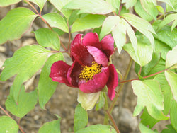 Seed Grown Tree Peony #2025-039