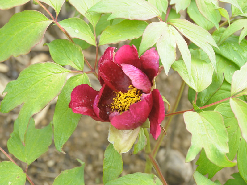 Seed Grown Tree Peony #2025-039