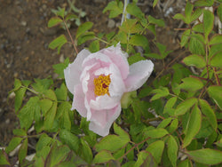 Seed Grown Tree Peony #2025-040