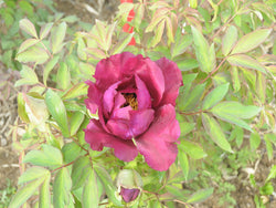 Seed Grown Tree Peony #2025-041