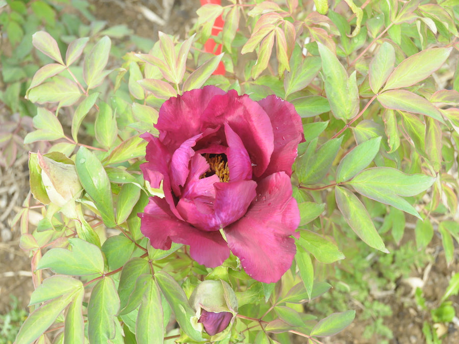 【sowhat vintage】REALTREE ピンク リアルツリー　ビーニー Seed Grown Tree Peonies - FALL 2025 – Cricket Hill Garden