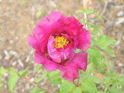 Seed Grown Tree Peony #2025-042