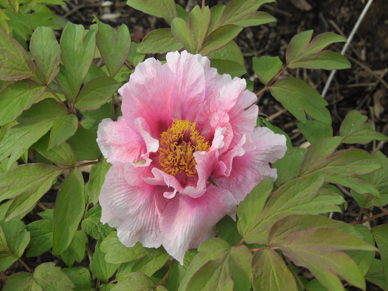 Seed Grown Tree Peony #2025-043