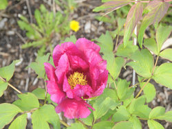 Seed Grown Tree Peony #2025-045