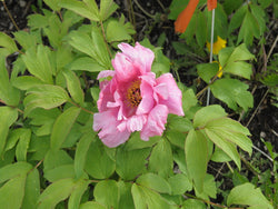 Seed Grown Tree Peony #2025-046