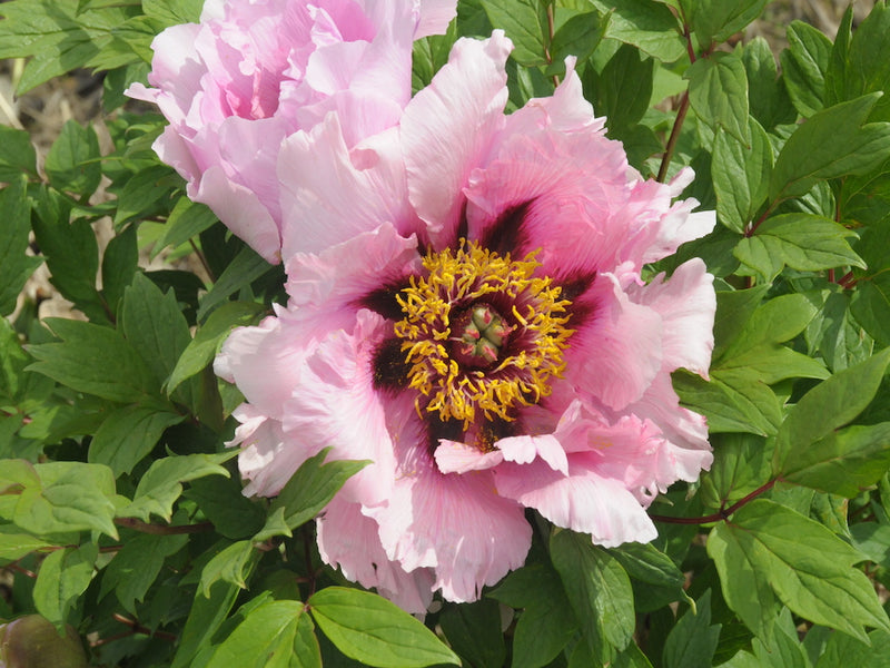 Seed Grown Tree Peony #2025-047