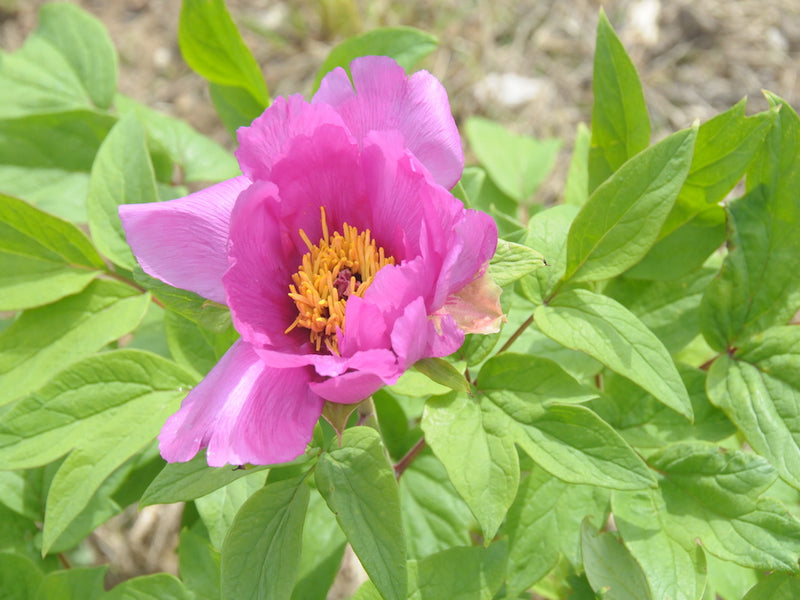 Seed Grown Tree Peony #2025-048