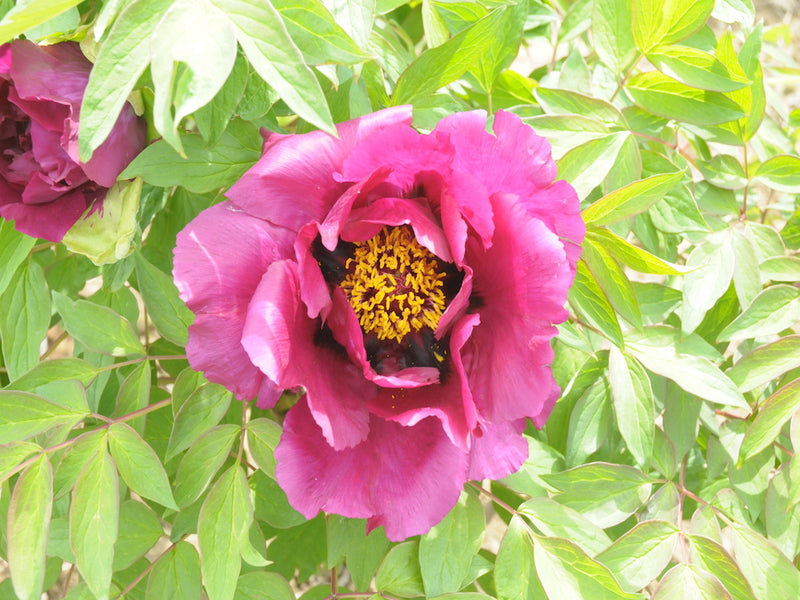 Seed Grown Tree Peony #2025-049
